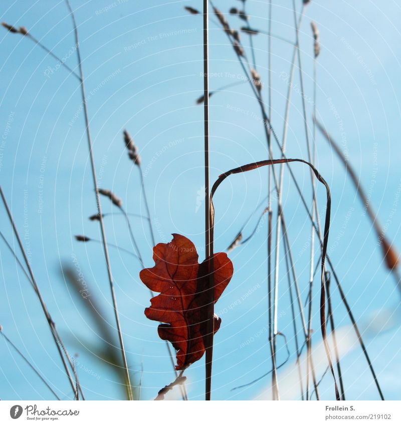 Sheet solo Cloudless sky Autumn Beautiful weather Grass Leaf Wild plant Blue Brown Red Esthetic Uniqueness Ease Center point Nature Transience Colour photo
