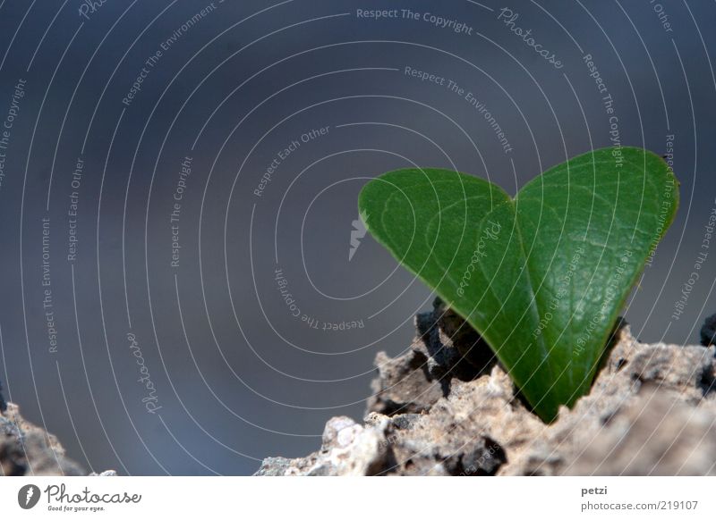 my darling Leaf Foliage plant Stone Heart Elegant Fresh Beautiful Dry Gray Green Love Colour photo Exterior shot Close-up Copy Space left Copy Space top