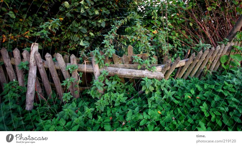reconquest Nature Garden Garden fence Deserted Plant Landscape format Topple over Decompose depressed Green Wood Fence Wild Environment Bushes Chaos Creeper