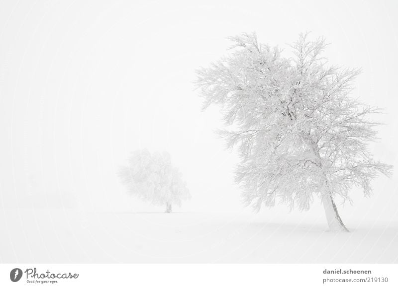 quite a bit white Climate Wind Fog Ice Frost Snow Tree Bright White Monochrome Black Forest Black & white photo Subdued colour Copy Space left Deserted Gorgeous