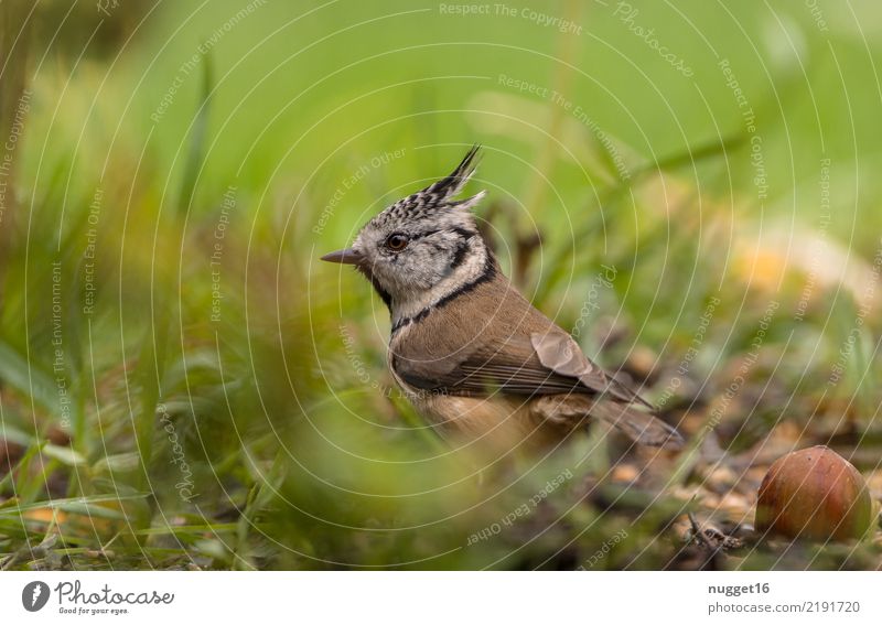 Crested Tit Environment Nature Animal Spring Summer Autumn Beautiful weather Grass Foliage plant Garden Park Meadow Forest Wild animal Bird Animal face Wing