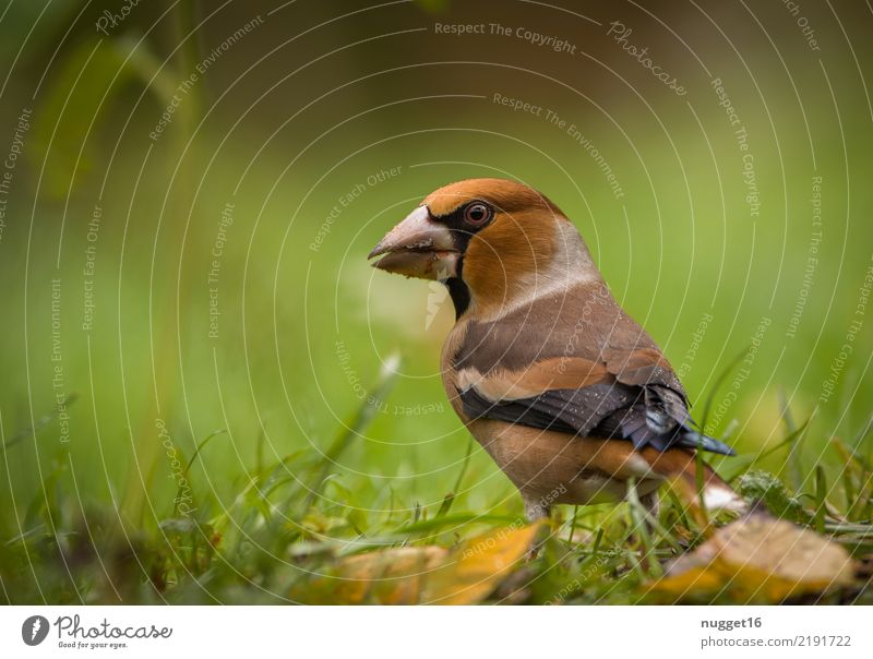 hawfinch Environment Nature Animal Spring Summer Autumn Beautiful weather Plant Grass Leaf Wild plant Garden Park Meadow Forest Wild animal Bird Animal face