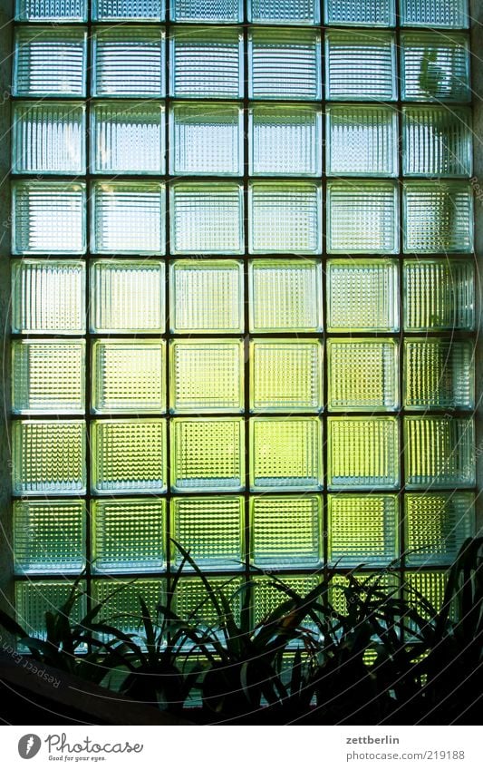 windows House (Residential Structure) Dream house Building Wall (barrier) Wall (building) Window Looking Bright Glass Glass block Pattern Plant Houseplant