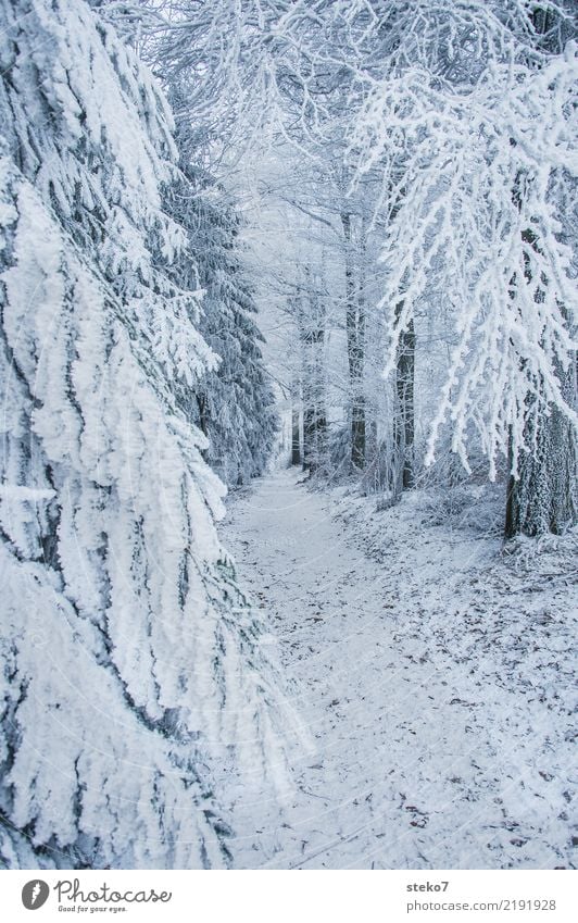 winter forest trail Winter Ice Frost Snow Tree Forest Lanes & trails Cold White Loneliness Perspective Calm Footpath Exterior shot Deserted Copy Space right