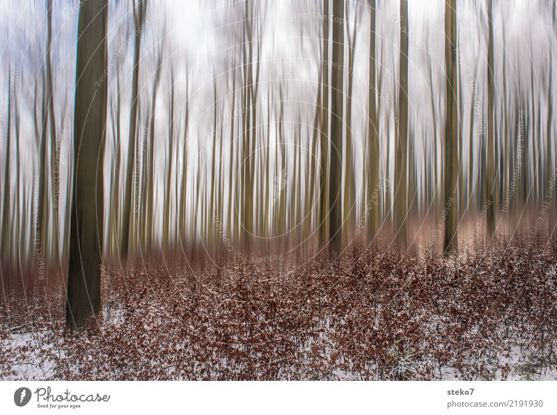 autumn forest final Autumn Winter Snow Forest Tall Dry Brown Movement Cold Nature Change Blur Beech wood Deciduous forest Exterior shot Abstract Deserted