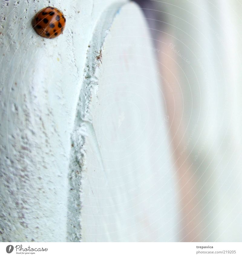 ladybugs Environment Nature Animal Air Beetle 1 Wood Sign Esthetic Happiness Beautiful Small Positive Red Emotions Spring fever Optimism Warm-heartedness