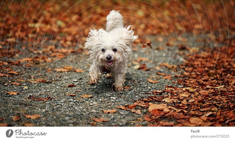 killer Nature Autumn Animal Pet Dog 1 Walking Running Happiness Contentment Joie de vivre (Vitality) Anticipation Enthusiasm Euphoria Autumnal Leaf