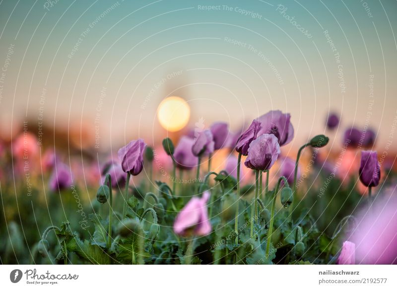 purple poppy at sunset Life Agriculture Forestry Plant Spring Summer Beautiful weather Flower Blossom Agricultural crop Poppy Poppy blossom Garden Meadow Field