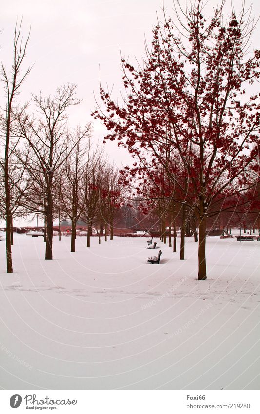 brave the winter Air Winter Ice Frost Tree Park Deserted Lanes & trails Beautiful Brown Red White Loneliness Environment Colour photo Exterior shot