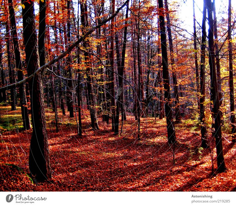 the red forest Environment Nature Landscape Plant Earth Autumn Weather Beautiful weather Tree Leaf Forest Stand Tall Brown Red Black Tree trunk mill district