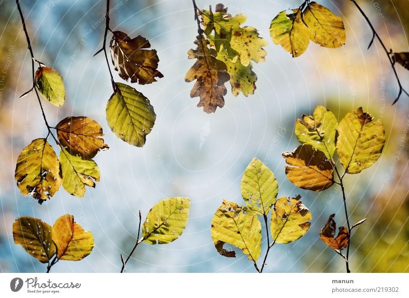 INTEGRATION Nature Autumn Tree Leaf Twigs and branches Beech leaf Oak leaf Autumnal Autumnal colours Natural Above Beautiful Perspective Change Colour photo