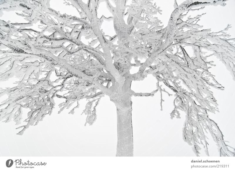 -8 degrees Winter Climate Fog Ice Frost Snow Tree Bright Branch Hoar frost Light Cold Section of image Partially visible Detail Leafless