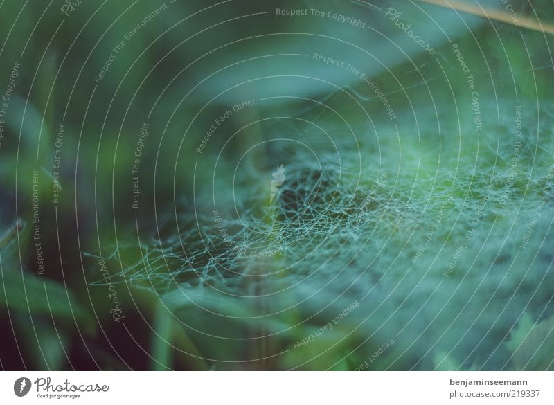 Complex spider web between grasses and shrubs against a green background Plant Foliage plant Spider's web Weave Woven Trap Oppressive Green Dark Colour photo