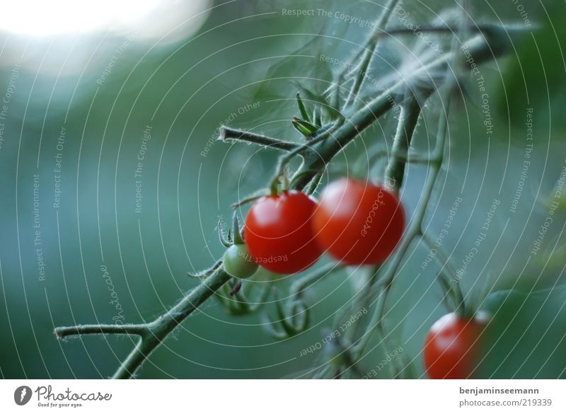Three red ripe tomatoes hanging on a bush in the garden with a green background. Plant Foliage plant Vegetable Tomato Red Delicious Green Colour photo