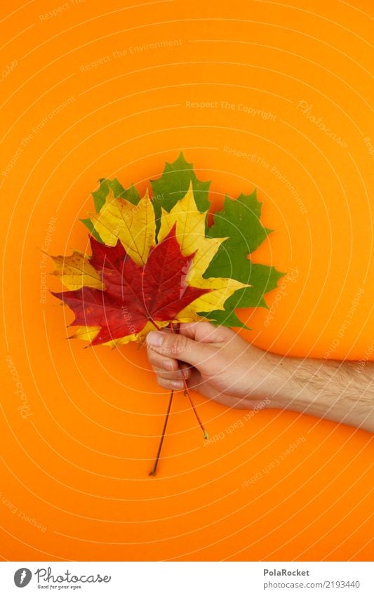 #AS# Autumn greeting Nature Esthetic Leaf Maple leaf Red Yellow Green Orange To hold on Ostrich Autumnal Autumn leaves Autumnal colours Early fall 3