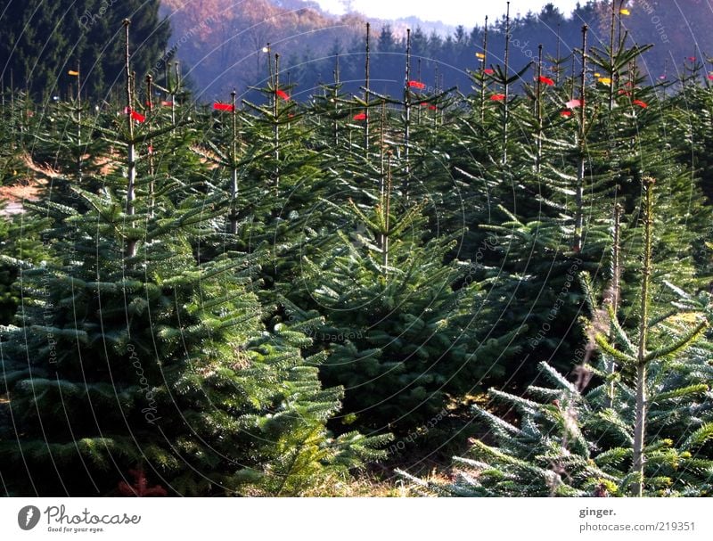 We're waiting for the Christ Child. Nature Landscape Plant Tree Many Green Fir tree Christmas tree Plantation Tree nursery Coniferous trees Tradition Ritual