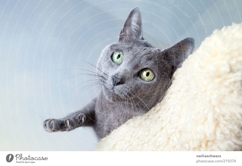 cat's eye Animal Pet Cat Carthusian houses Short-haired 1 Esthetic Curiosity Cute Above Blue Gray Silver Colour photo Subdued colour Interior shot Deserted