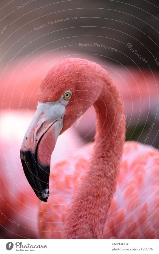 Pink Caribbean flamingo, Phoenicopterus ruber Animal Wild animal Bird Flamingo 1 pink flamingo Wild bird breeding season wildlife avian fly American flamingo