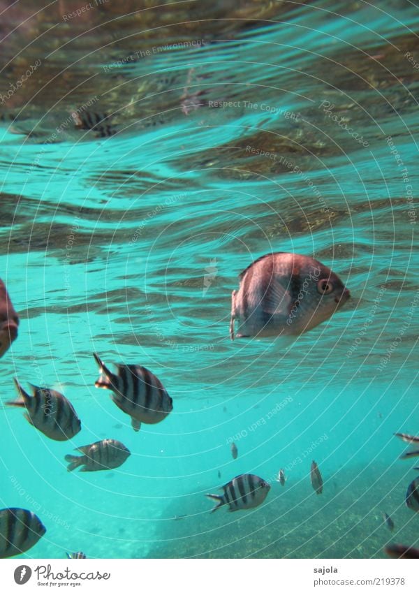 striped fishes Nature Animal Water Ocean Wild animal Fish Group of animals Flock Waves Curiosity Colour photo Underwater photo Full-length Looking