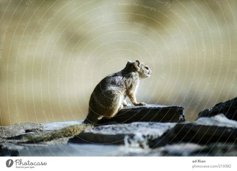 Good prospects Nature Animal Wild animal 1 Looking Colour photo Copy Space top Long shot Neutral Background Rodent Cute Foraging Watchfulness Observe Attentive