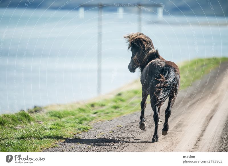 look back Nature Landscape Spring Grass Fjord Animal Horse 1 Walking Muscular Speed Blue Brown Gray Green Iceland Gallop Shadow Mast Ski piste Colour photo