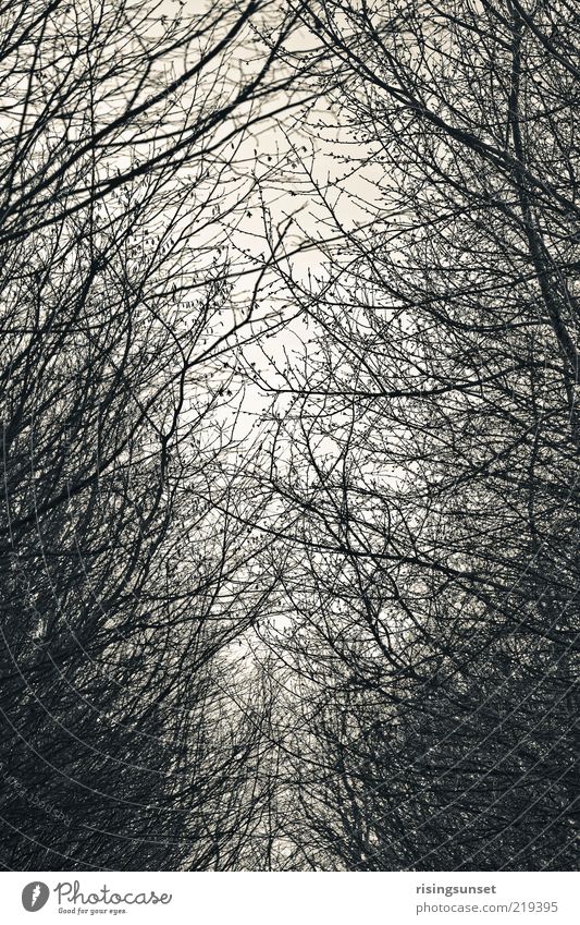 Forest & Trees Environment Nature Winter Esthetic Dark Cold Gray Black White Climate Moody Bleak Black & white photo Abstract Deserted Twilight Shadow Contrast