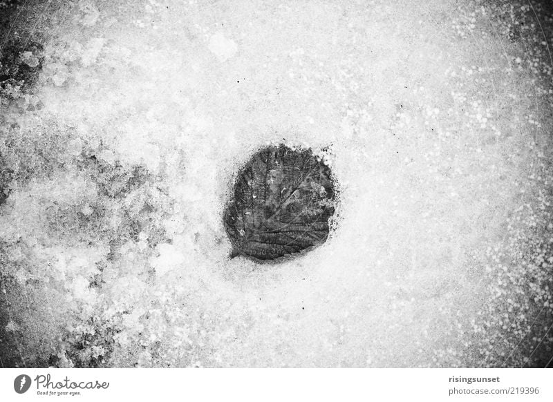 The leaf Environment Nature Plant Winter Climate Ice Frost Snow Leaf Old Esthetic Dark Cold Gray Black White Black & white photo Exterior shot Close-up Detail