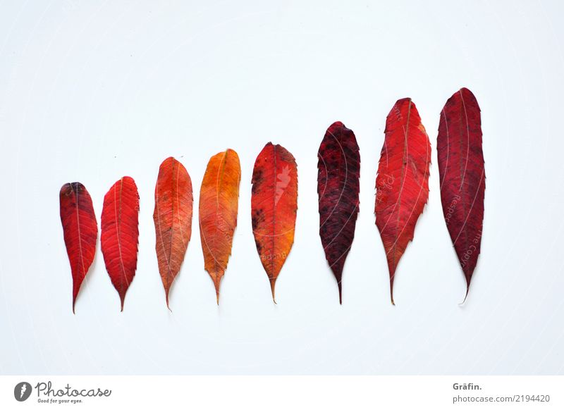 8 shades of red Environment Plant Autumn Leaf Discover Illuminate Faded To dry up Beautiful Natural Red White Variable Colour Nature Arrangement