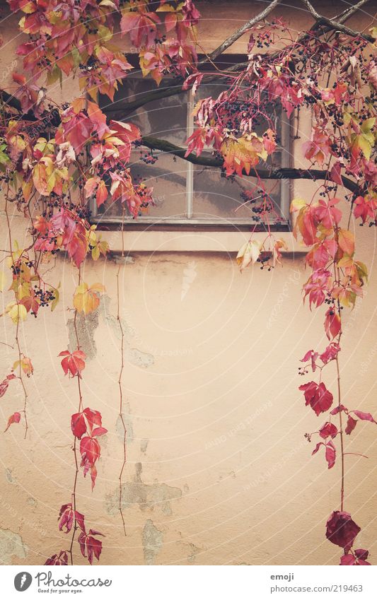 Wine red Autumn Plant Wall (barrier) Wall (building) Facade Window Old Red Tendril Leaf Frontal Branch Colour photo Multicoloured Exterior shot