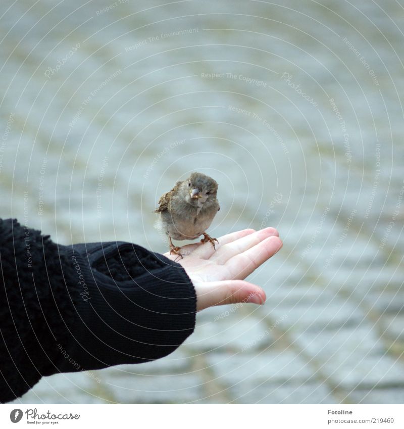 A little more beeping Human being Child Skin Arm Hand Fingers Nature Animal Wild animal Bird Claw Brash Free Small Natural Feeding Sparrow Beak To feed Crumbs