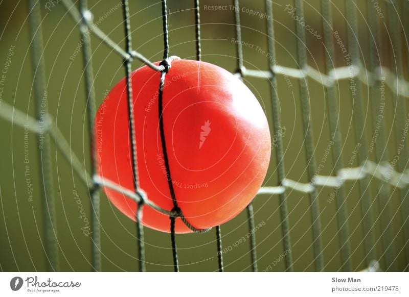 Caught in the net Leisure and hobbies Ball sports Sphere Astute Dangerous Bans Net Network Tennis Reticular Orange Red Catching net Loop Thrashing Adversity