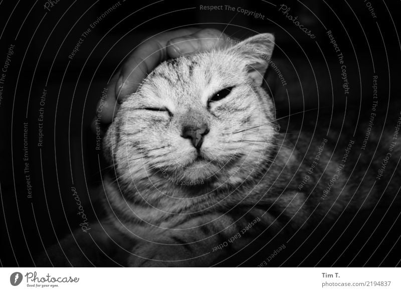 cat Animal Pet Cat Animal face 1 Communicate Safety Senses Contentment Black & white photo Interior shot Deserted Copy Space left Copy Space right