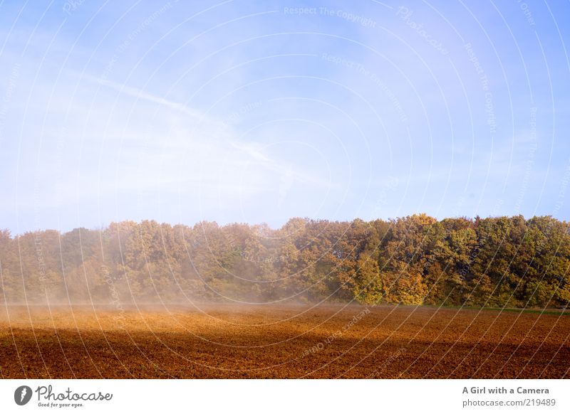 rising crap Environment Nature Landscape Plant Air Sky Cloudless sky Autumn Weather Beautiful weather Fog Tree Field Forest Natural Blue Brown Multicoloured