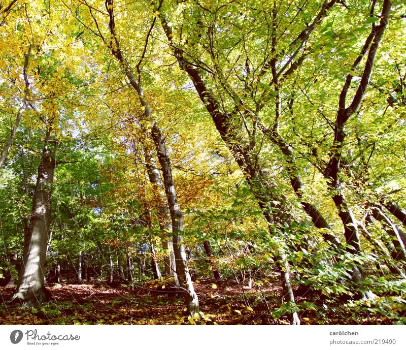 beech forest Environment Tree Park Forest Brown Yellow Gold Green Beech wood Autumn Autumn leaves Autumnal colours Automn wood Leaf canopy Colour photo