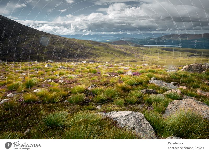 After the rain, moorland Nature Landscape Plant Drops of water Storm clouds Horizon Summer Bad weather Rain Grass Moss Mountain heather Coniferous forest Forest