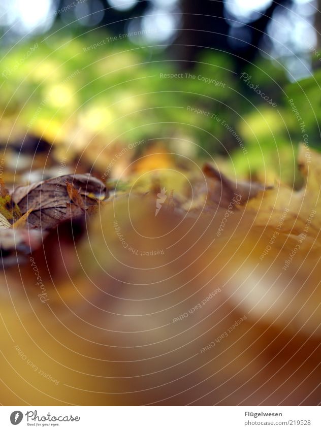beliefs move mountains Environment Nature Autumn Old Autumn leaves Autumnal Autumnal colours Early fall Leaf Colour photo Exterior shot Day Blur Woodground