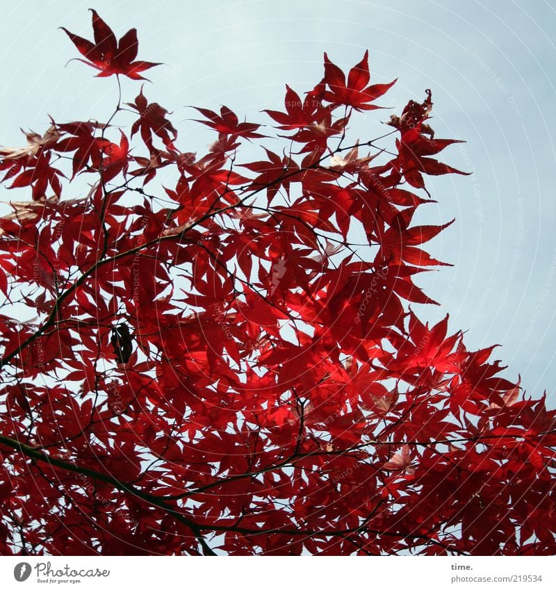 autumn glow Environment Nature Plant Sunlight Autumn Tree Leaf Exceptional Authentic Exotic Red Growth Maple tree Colour photo Exterior shot Close-up Deserted