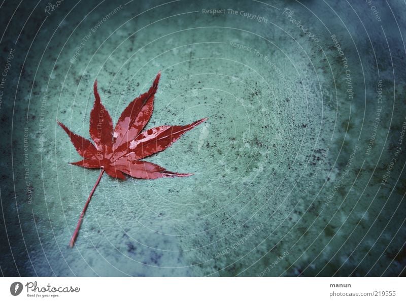 cold and damp Nature Drops of water Autumn Maple leaf Autumn leaves Autumnal Autumnal colours Lie Dark Wet Natural Original Point Transience Change Dank Damp