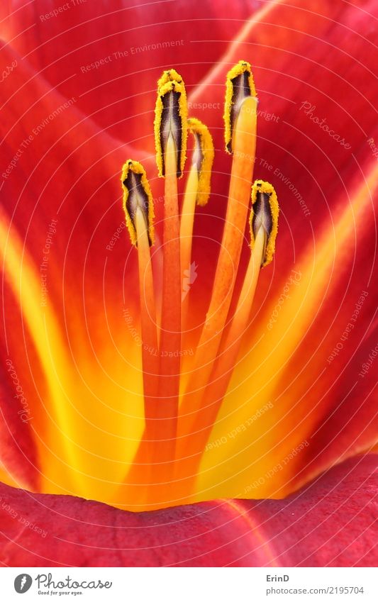 Red Flower Lines and Curves Design Happy Woman Adults Man Nature Plant Bright Small Yellow Colour Daylily Stamen Exciting Interesting Tilt Blossom leave pestal
