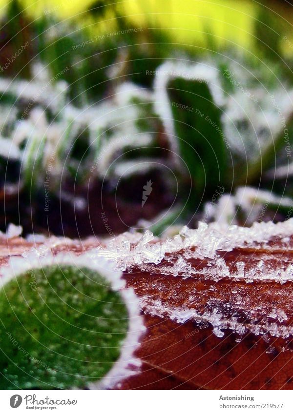 hoarfrost Environment Nature Plant Autumn Weather Ice Frost Grass Leaf Cold Brown Yellow Green Red Macro (Extreme close-up) Ice crystal Section of image