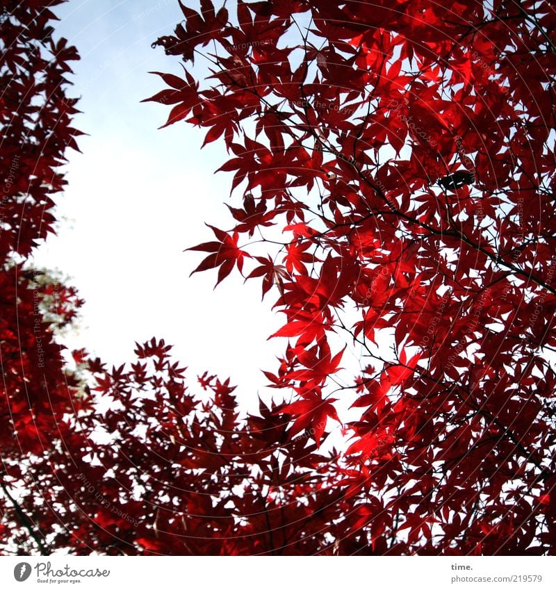 glow in autumn Beautiful Life Environment Nature Plant Autumn Tree Leaf Growth Exceptional Red Maple tree Colour photo Exterior shot Deserted Day Shadow