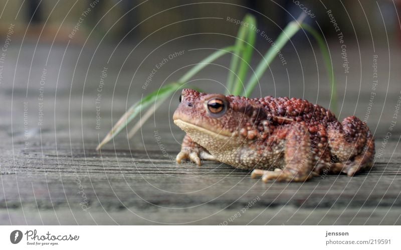 pouting toad Nature Animal Frog Painted frog 1 Looking Sit Wait Wet Indifferent Comfortable Environment Observe Wooden floor Grass Tuft of grass Amphibian Damp