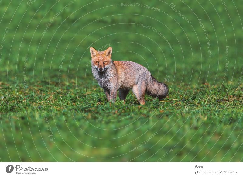 fox Environment Nature Landscape Animal Wild animal 1 Brown Green Hunting Nature reserve Colour photo Deserted Copy Space Above Day Feeble Animal portrait