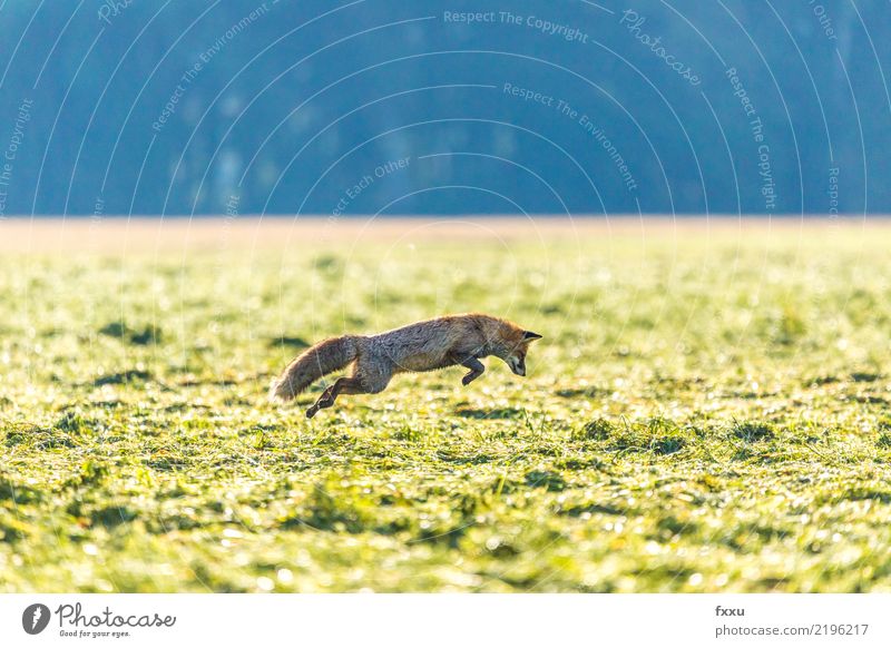 Catch the mouse Environment Nature Landscape Animal Wild animal 1 Animal tracks Green Fox Jump Hunting Nature reserve National Park Colour photo Deserted