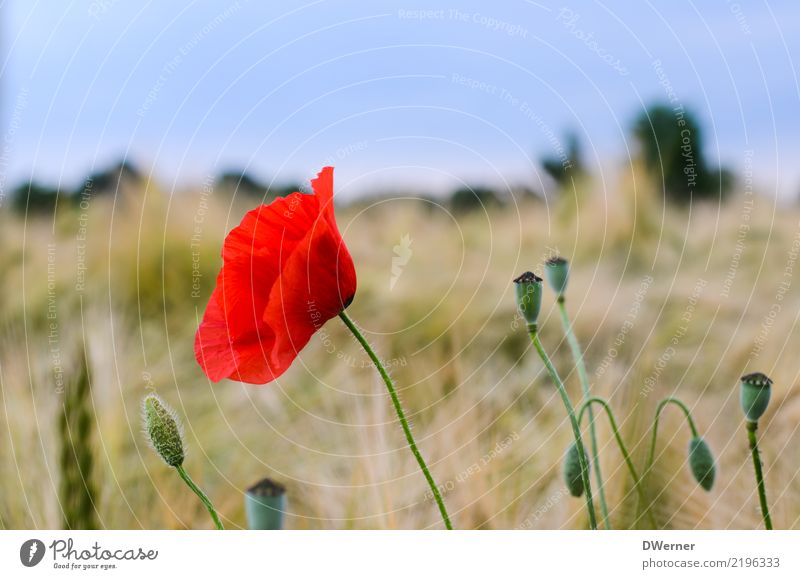 poppy Beautiful Environment Nature Plant Beautiful weather Flower Meadow Field Observe Touch To enjoy Illuminate Dream Esthetic Gigantic Infinity Red Friendship