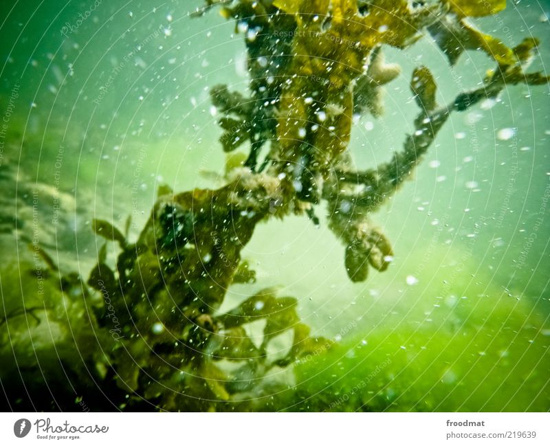 green Environment Nature Plant Elements Water Fluid Green Sea water Air bubble Colour photo Multicoloured Exterior shot Underwater photo Deserted Day Algae