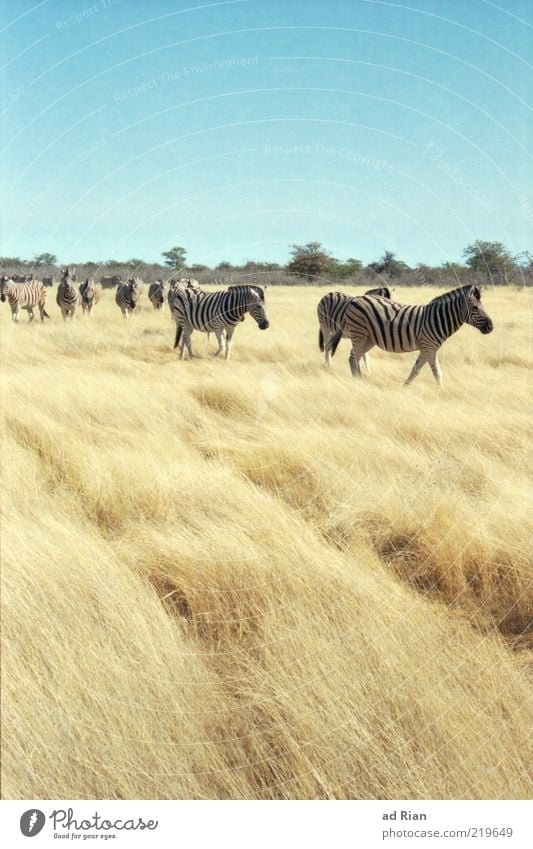 roam the savannah Landscape Sky Grass Bushes Etosha pan Savannah Namibia Africa Animal Wild animal Zebra Group of animals Herd Dry Wilderness Freedom