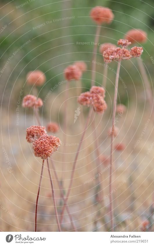 plant Environment Nature Plant Flower Meadow Esthetic Beautiful Wild Stalk Blossom Colour photo Subdued colour Exterior shot Day Shallow depth of field Deserted