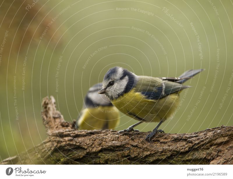 Blue Tit Environment Nature Animal Spring Summer Autumn Beautiful weather Plant Tree Garden Park Forest Wild animal Bird Animal face Wing Claw Tit mouse 1