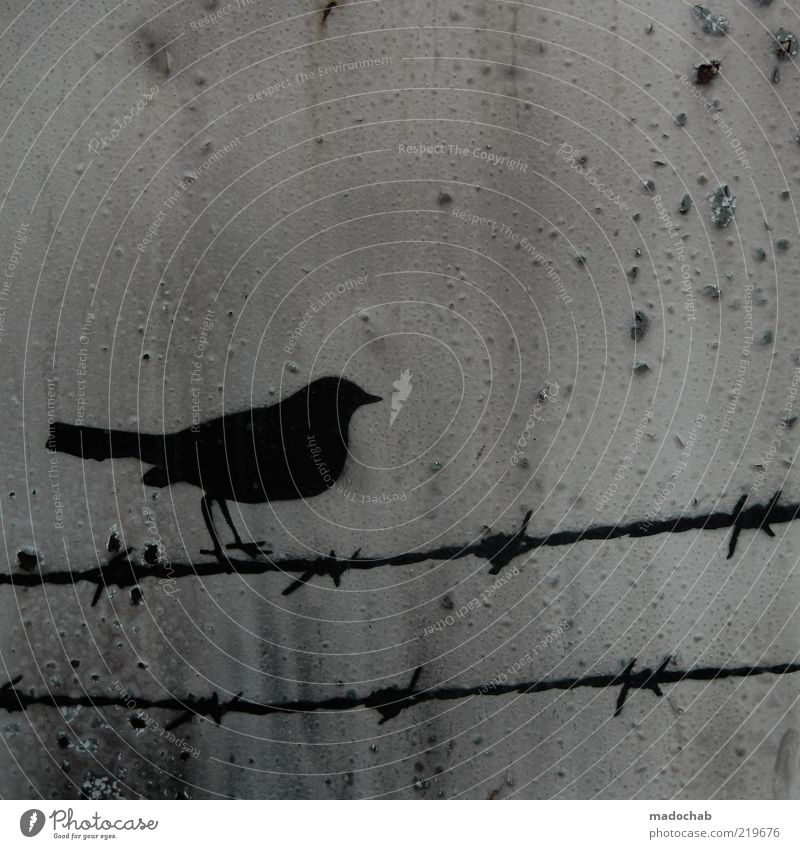 Anti-Migrant Bird Environment Animal Metal Rust Sign Graffiti Barbed wire fence Colour photo Exterior shot Close-up Detail Structures and shapes Deserted